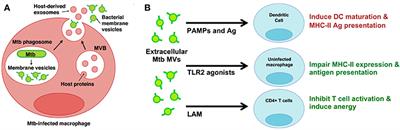 Interspecies Communication between Pathogens and Immune Cells via Bacterial Membrane Vesicles